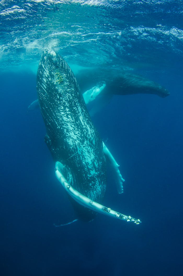 Humpback whales gracefully swim underwater showcasing marine wildlife beauty.
