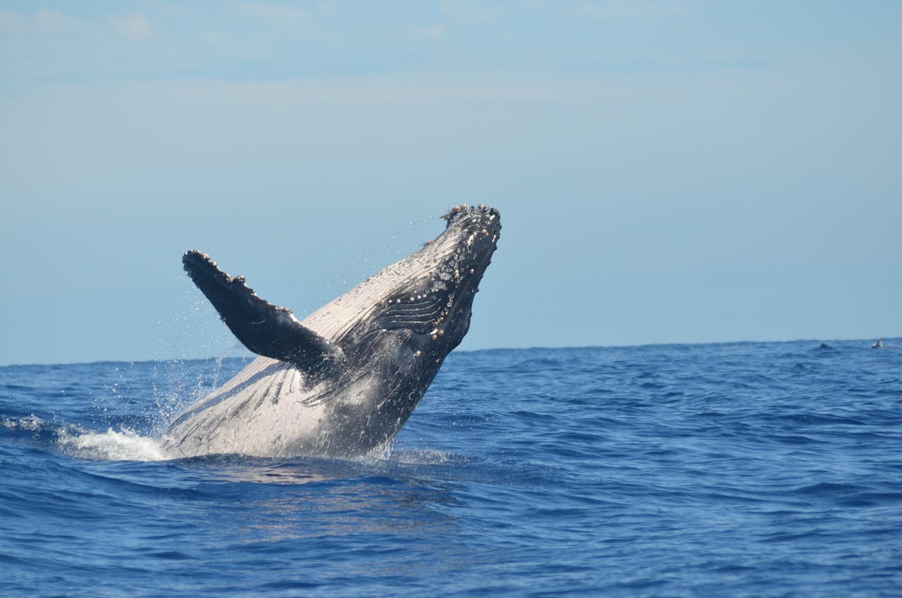 A majestic humpback whale breaching the ocean surface near Réunion Island, captured in a vibrant moment of marine wildlife.